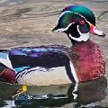 Wood Duck (matted print 8x12) JAH-14-154